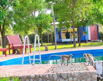 bisharacottages-swimming-pool-with-monkey