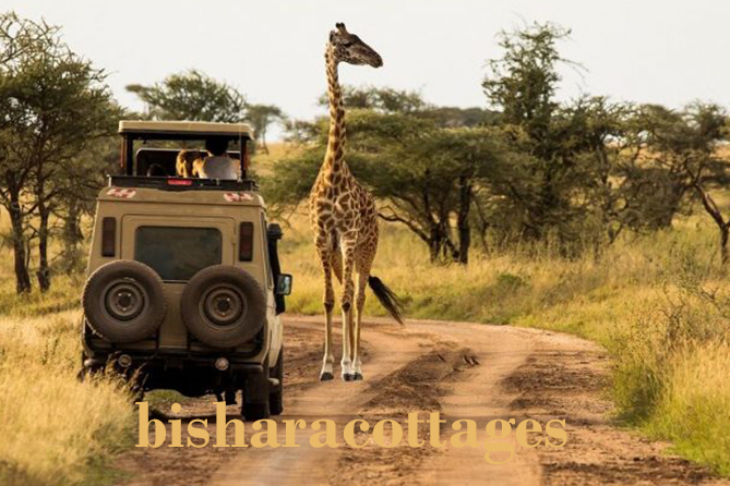 Tanzania Safari